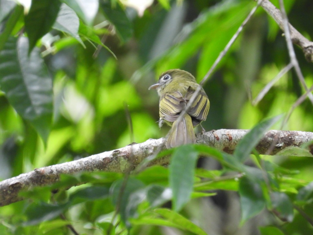 Eye-ringed Flatbill