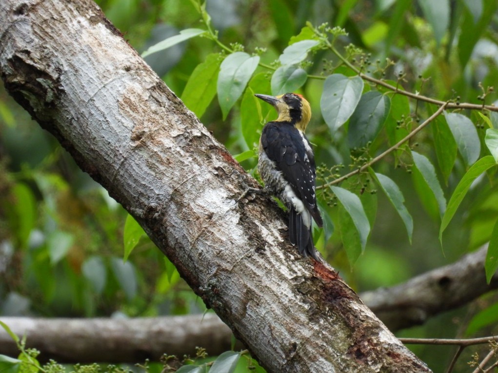 Golden-naped Woodpecker