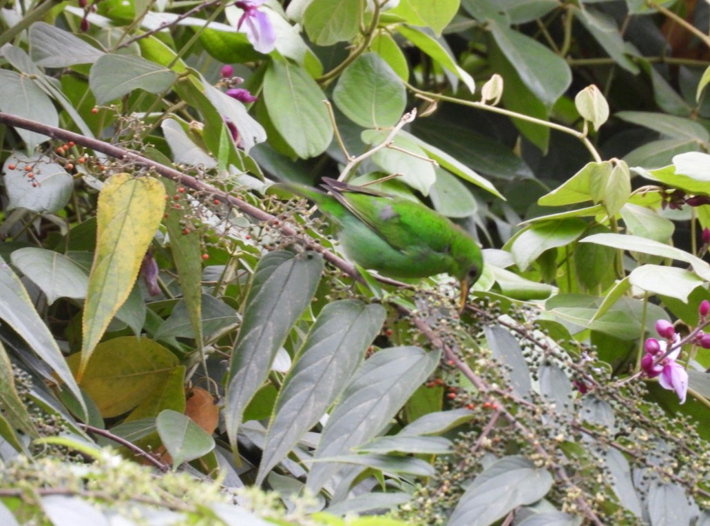Green Honeycreeper