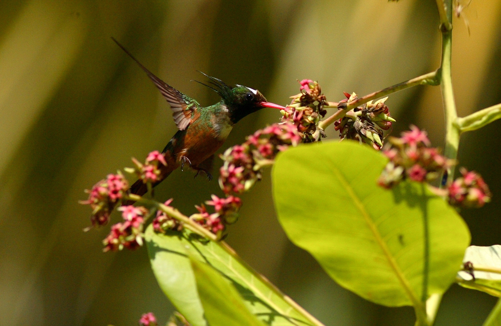 White-crested Coquette